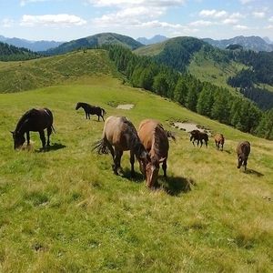 Einige Pferde stehen auf einer begrünten Fläche