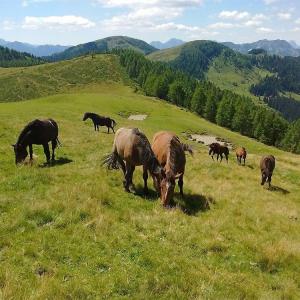 Some horses stand on a grassy area