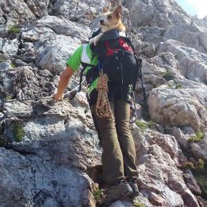A man climbs a mountain with his dog in his luggage